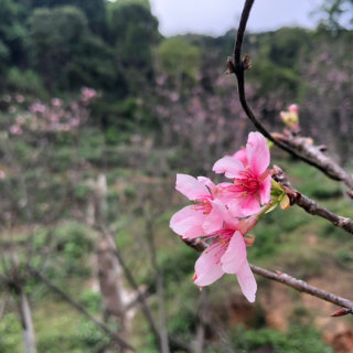 薇薇-《往事只能回味》