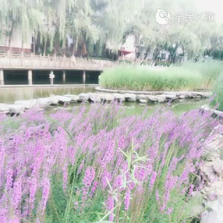 伤感歌后杨柳岸-《想你想你》