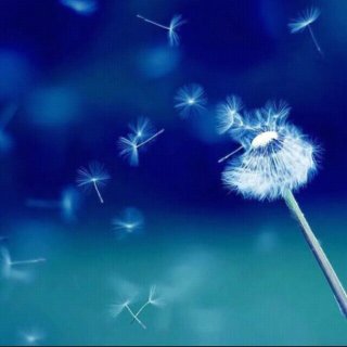 梅花雪涵-《凉凉》