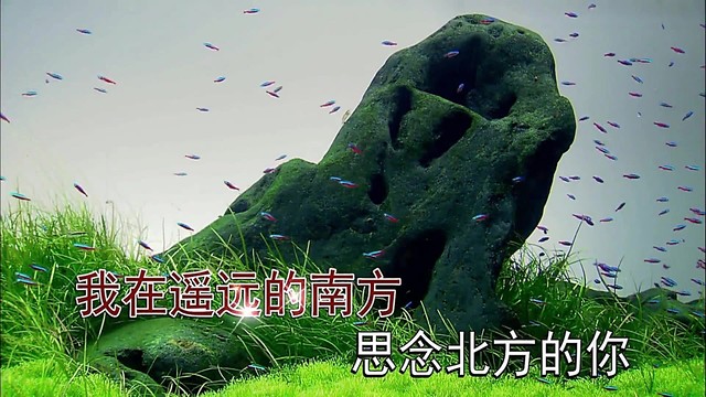 长清-《山谷里的思念》