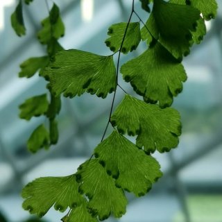 九秋山下的小娟-《甜蜜蜜》