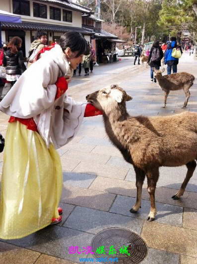 图:徐娇穿汉服游日本 奈良喂鹿反遭咬