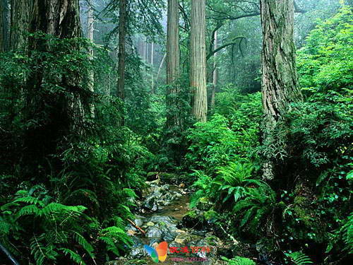 原始森林中的惊世美景