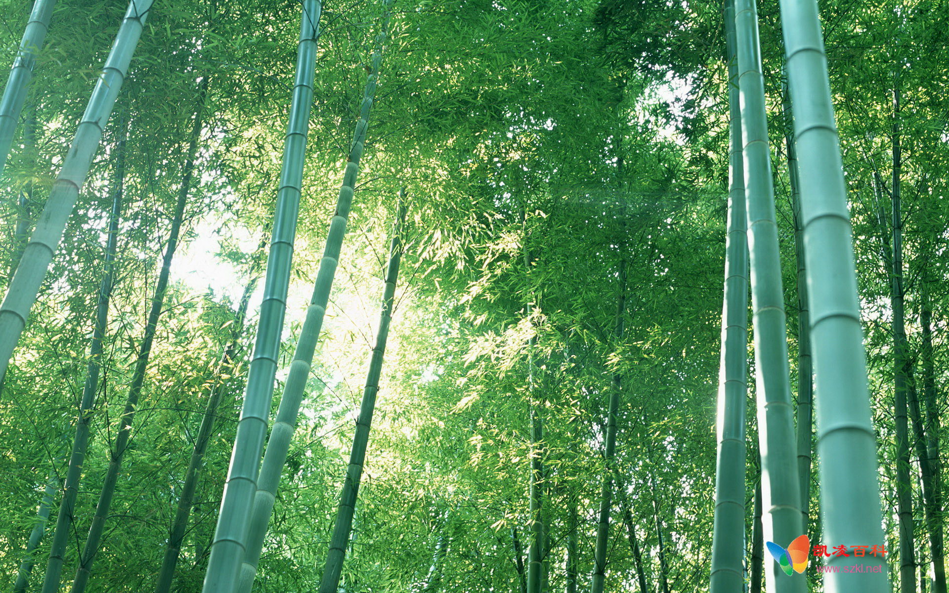 美景如画之高清绿色竹林壁纸（17P）