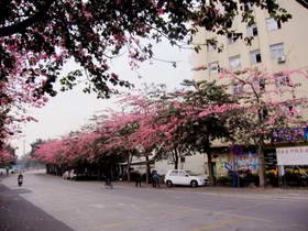美景如画之深圳这29条街道你去过几条？