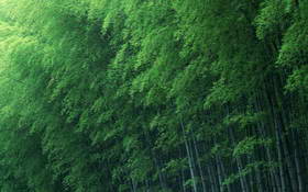 美景如画之高清绿色竹林壁纸（17P）