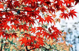 美景如画之红叶绽放的日本金秋（54P）